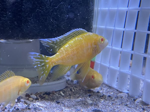 Albino Sunshines -5