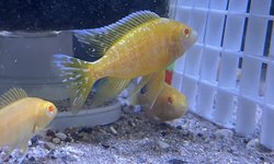 Albino Sunshines -5