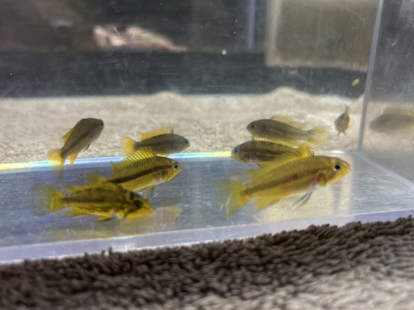 Apistogramma Cacatuoides Triple Red M/F