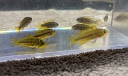 Apistogramma Cacatuoides Triple Red M/F