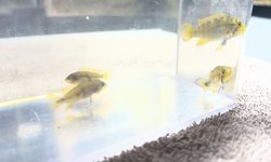 Apistogramma Panduro (1 pair)