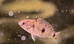 African Butterfly Cichlids (fry)