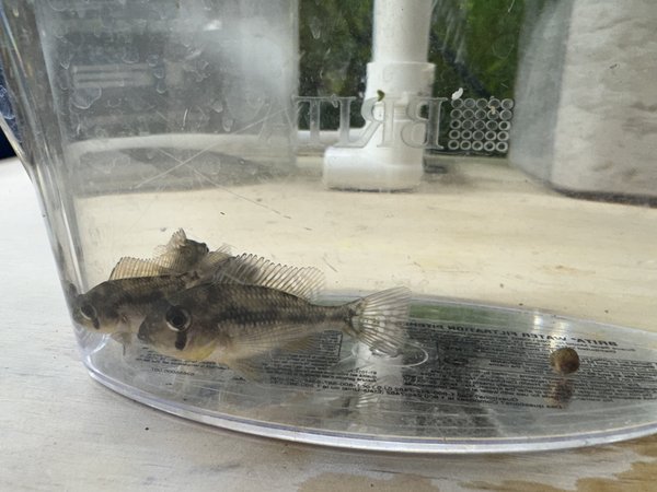 Gymnogeophagus yerbalito