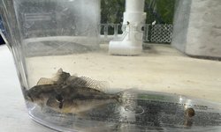 Gymnogeophagus yerbalito