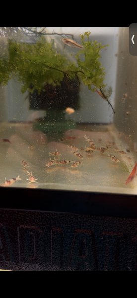 8 of these are yours!