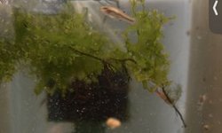 Synodontis Petricola Juvies