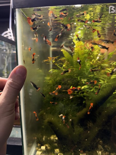 Black Koi Short Body Guppy Group
