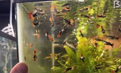 Black Koi Short Body Guppy Males
