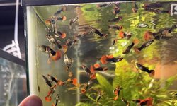 Photo 2 of Black Koi Short Body Guppy