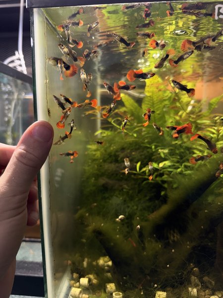 Black Koi Short Body Guppy Males