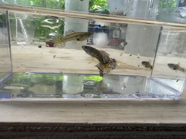 Yellow Metal Leopard Guppy -Trio