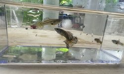 Yellow Metal Leopard Guppy -Trio