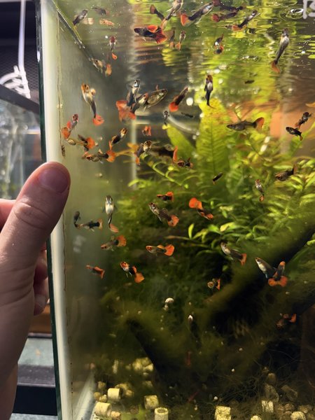 Black Koi Short Body Guppy