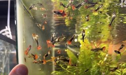 Black Koi Short Body Guppy Group