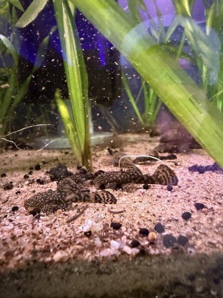 4 Bristlenose Pleco