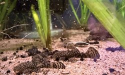 4 Bristlenose Pleco