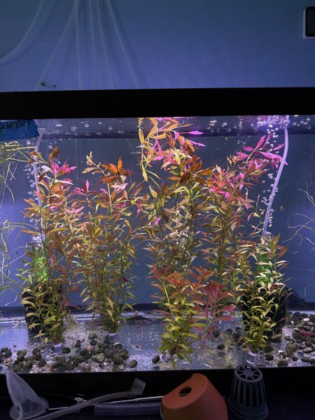Ludwigia