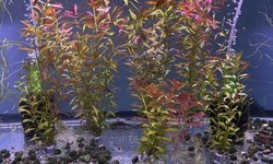 Ludwigia