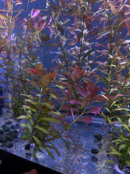 Ludwigia