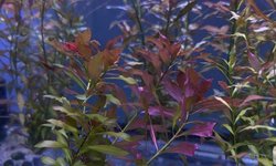 Photo 2 of Ludwigia