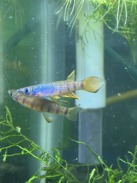 Epiplatys zenkeri