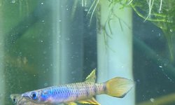 Epiplatys zenkeri