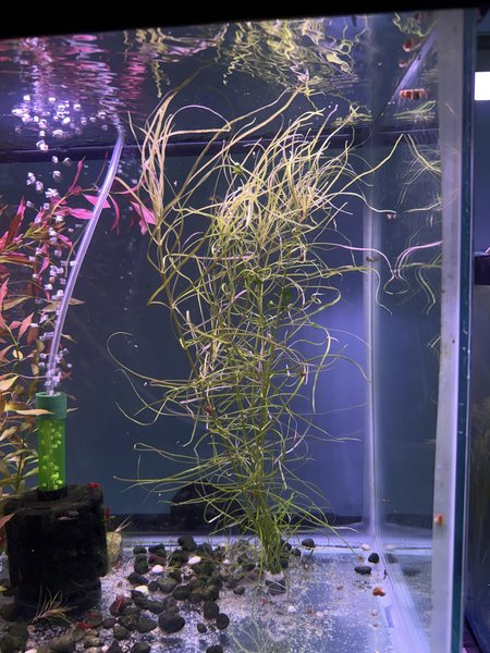 pogostemon stellatus octopus