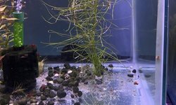 pogostemon stellatus octopus