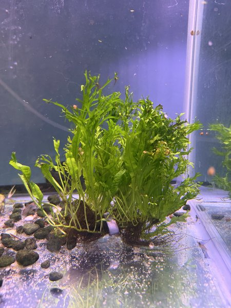 Java Fern Windolev