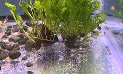 Java Fern Windolev