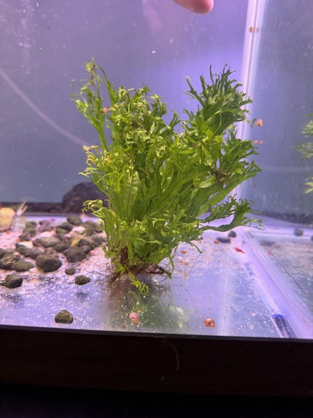 Java Fern Windolev