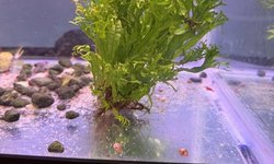 Photo 2 of Java Fern Windolev