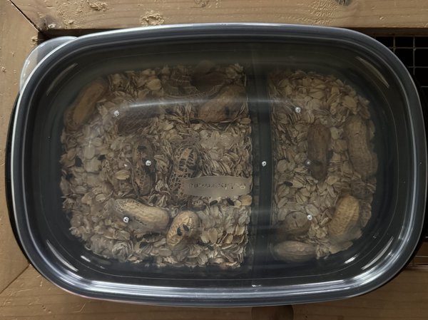 Peanut beetle culture