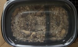 Peanut beetle culture