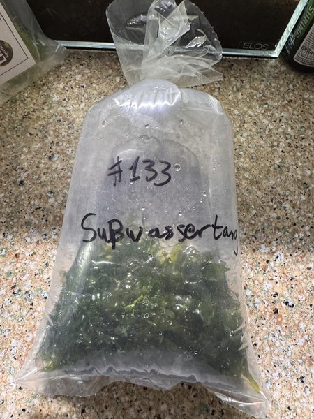 A Subwassertang from another lot