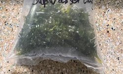 Subwassertang