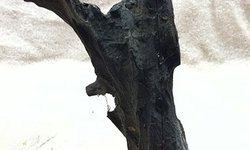 Driftwood mounted to Slate