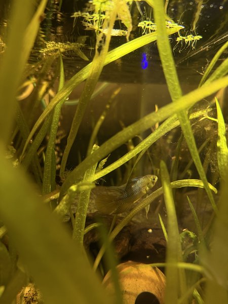Apistogramma Borellii Male
