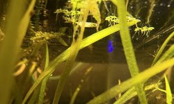 Photo 3 of Apistogramma Borellii Male