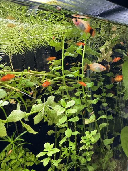 Mickey Mouse Platy
