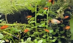 Mickey Mouse Platy