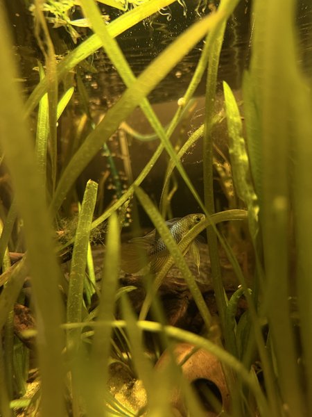 Apistogramma Borellii Male