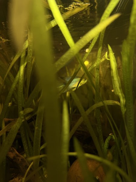 Apistogramma Borellii Male