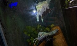 Photo 3 of Blue Marble Angel fry
