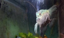 Blue Marble Angel fry