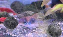 Green Cory Group
