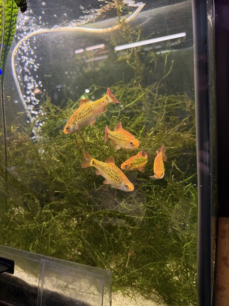 Gold Barb Breeding Group
