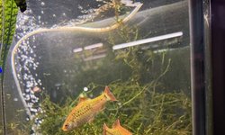 Photo 3 of Gold Barb Breeding Group