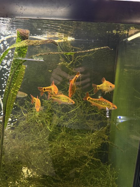 Gold Barb Breeding Group