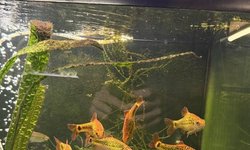 Photo 2 of Gold Barb Breeding Group